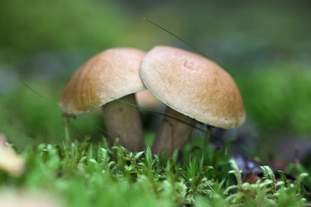 Edible mushroom in the forest moss closeupの写真素材