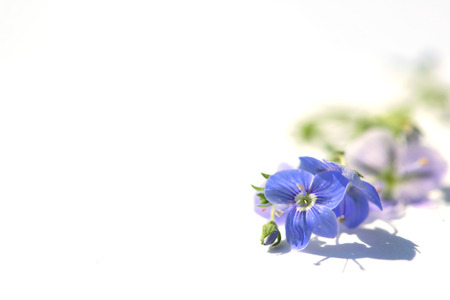 Blue flower on white background close upの写真素材