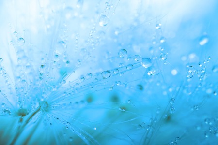 Abstraction in blue tones: dandelion seeds and drops of dew. High key