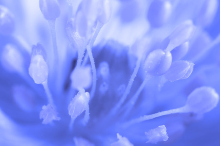 Abstract image of stamens of the flower of the snowdrop closeupの写真素材