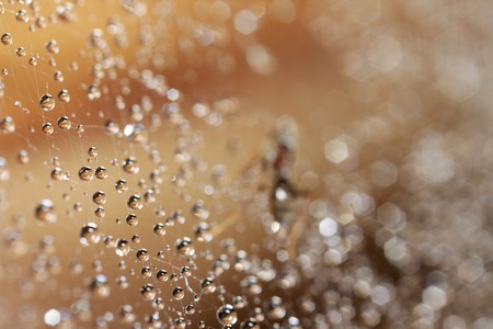 Abstract image of droplets on spider web close upの写真素材