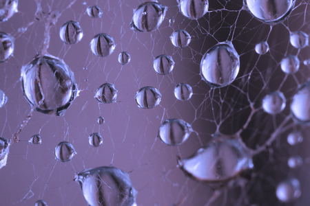 Abstract image of drops of dew in the spider web closeup