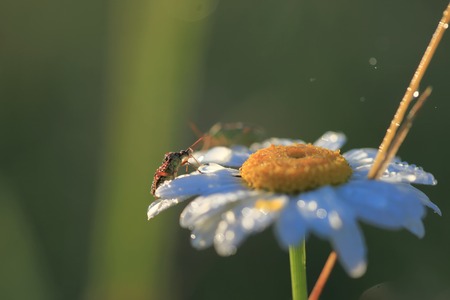Insects on the flower of camomile in dew and the sun lightの写真素材