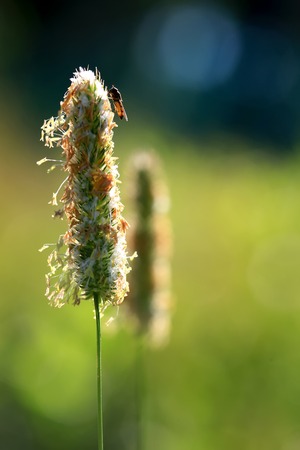 The insect on top of the grass close upの写真素材