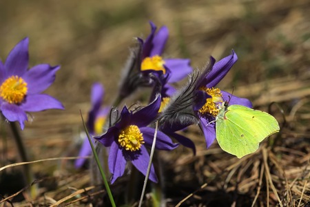 Spring purple flowers Pulsatilla patens close up