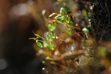 Forest moss in sun rays close upの写真素材