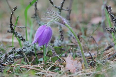 Spring purple flower Pulsatilla patens close up