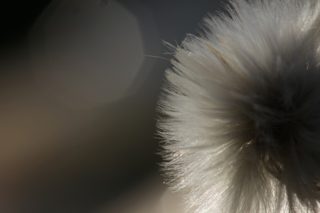 Fluffy dandelion in a sun light closeupの写真素材