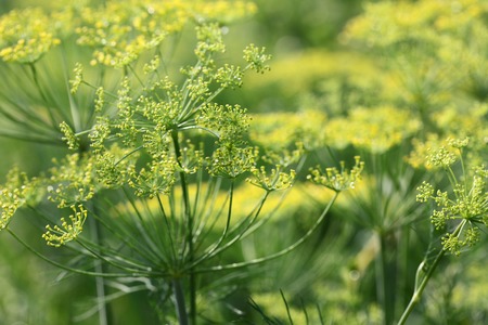 Thickets of green garden dill close up