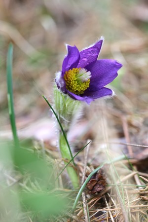 Spring purple flower Pulsatilla patens close upの写真素材
