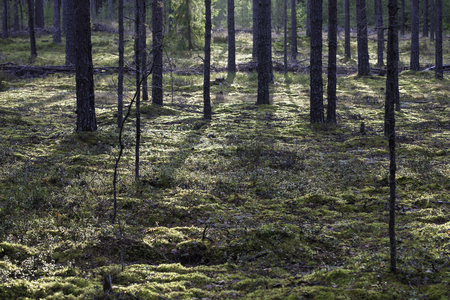 autumn old wet green pine forest landscape.の写真素材