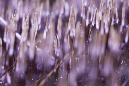 abstract blurred image of wet moss close upの写真素材