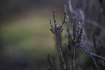 background of dry branches in front of the green moss.の写真素材