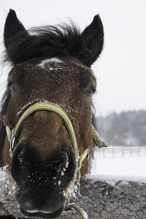 Portrait of nice purebred bay horse at corral door frozen winter dayの写真素材