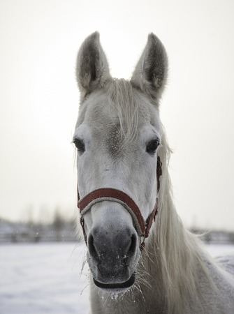 Portrait of nice purebred white horse at frozen winter dayの写真素材