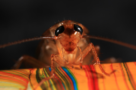 portrait of a cockroach on the pencilの写真素材