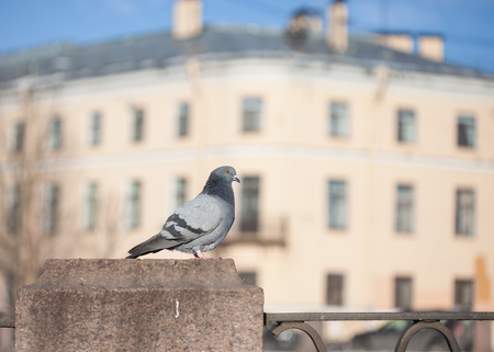 city pigeon on a fence closeup. Saint-Petersburg, Russiaの写真素材
