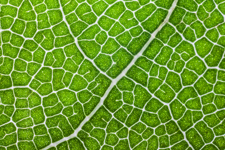 macro structure of  green Laurel leaf background