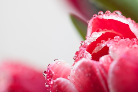 Tulip in drops of dew closep on a white backgroundの写真素材