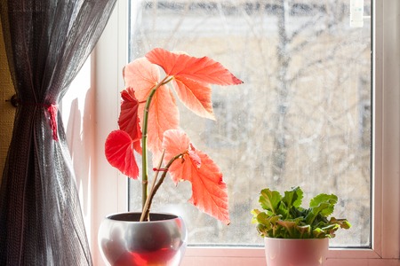 houseplant on the windowsill, spring still lifeの写真素材