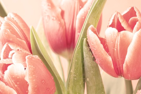 wet buds of red tulips, pastel colorsの写真素材