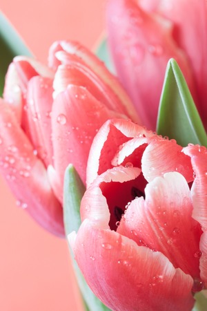 view close-up of buds on red tulips with water dropsの写真素材