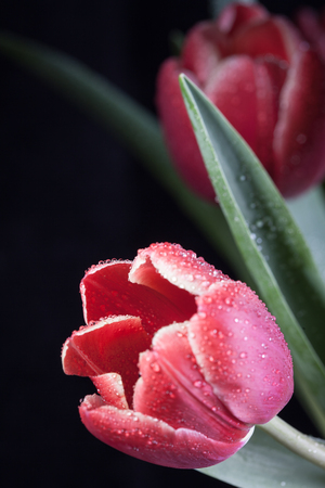 red tulips on a dark background close upの写真素材