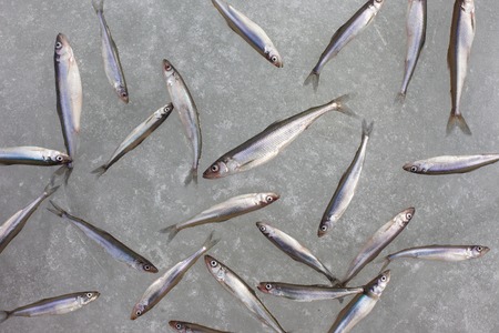 group of fresh smelt fish on the snowの写真素材