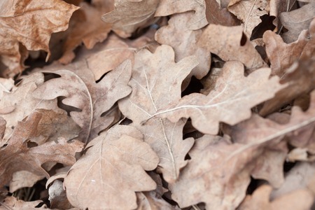 old fallen oak leaves closeup, macro photoの写真素材