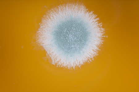 mold in orange juice macro close upの写真素材