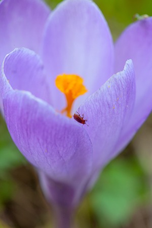 small beetle on a purple flower Crocus close upの写真素材