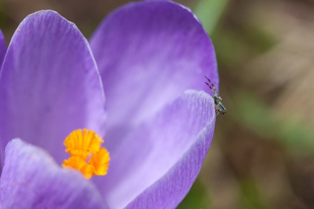 small spider on a purple flower Crocus close upの写真素材