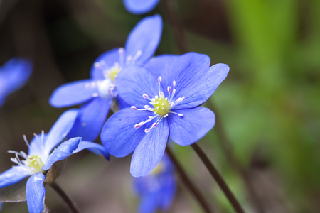 spring flower pechenocna noble - Hepatica Nobilis  closupの写真素材