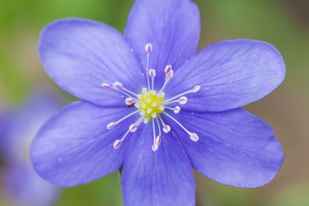 spring flower snowdrop Hepatica Nobilis macro top viewの写真素材