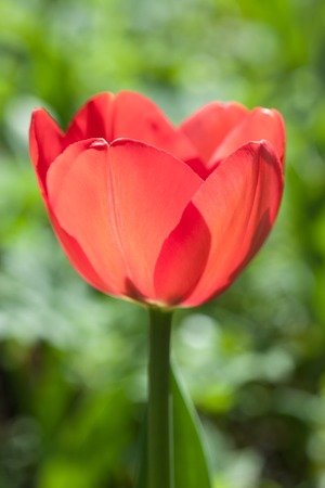 single red Tulip in sunlight close upの写真素材