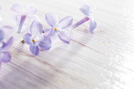 small lilac flowers on table macro photoの写真素材