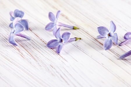 petals of lilac on a white background macro photoの写真素材
