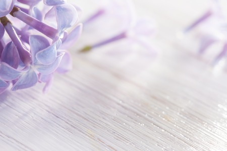 petals lilac on white painted wooden tableの写真素材