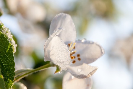 Apple blossom in morning light close upの写真素材