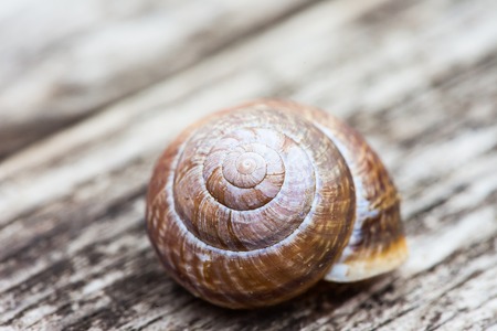 spiral snail shell on wooden surface backgroundの写真素材