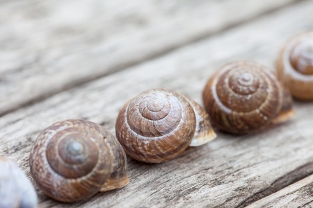a range of spiral snails on old wooden surfaceの写真素材