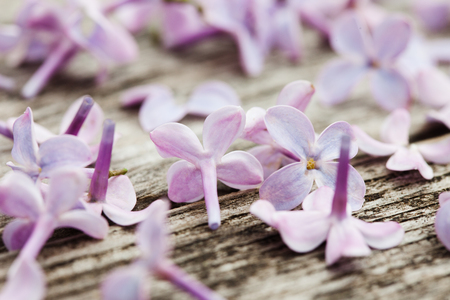 small lilac flowers petals an old wooden surface macro backgroundの写真素材