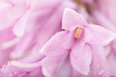 petals of lilac close up macro photoの写真素材