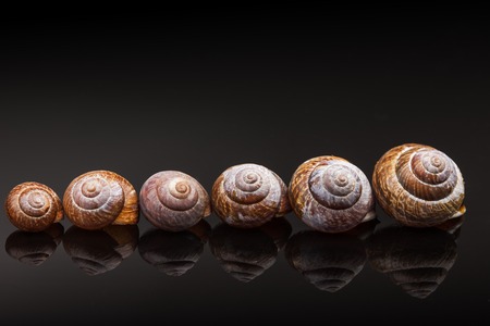 the number of empty spiral shell on black backgroundの写真素材