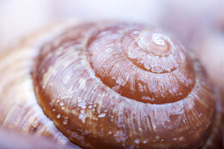 spiral shell close up abstract macro photoの写真素材