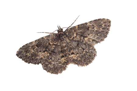 little night moth isolated on white backgroundの写真素材