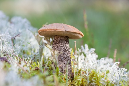 Leccinum. edible mushroom boletus in the forest grassの写真素材