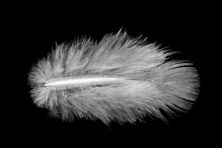 small white feather isolated on black backgroundの写真素材