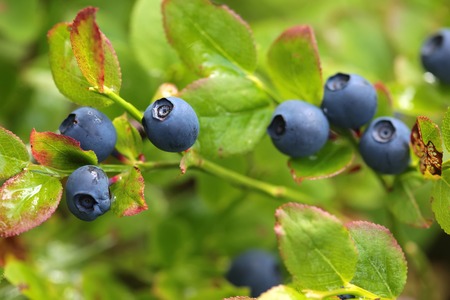 wild blueberry in the woods close upの写真素材