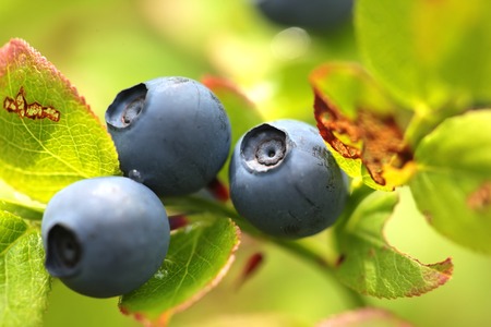 wild blueberry in the woods close upの写真素材
